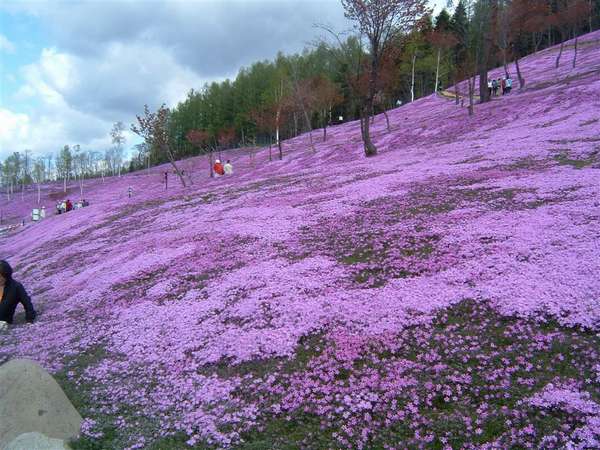 滝上の芝ざくらの見頃は5月初旬から6月初旬。ホテルから車で30分