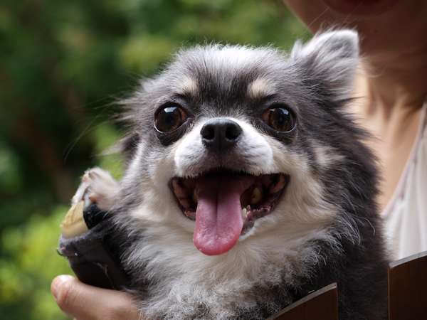 愛犬と泊まれるペンション ハッピーちっぴーの写真その2