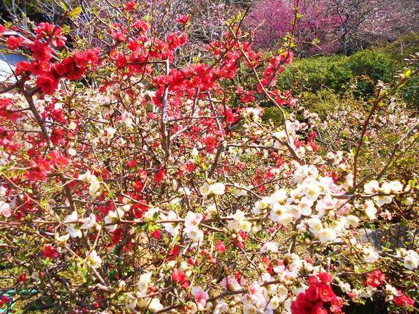 花の宿よしだの写真その3