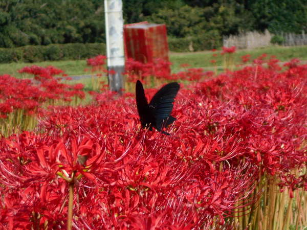 花の宿よしだの写真その5