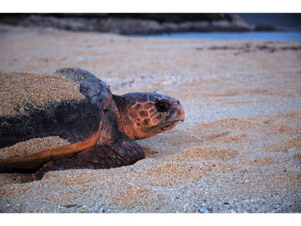 産卵して帰海中のアカウミガメ