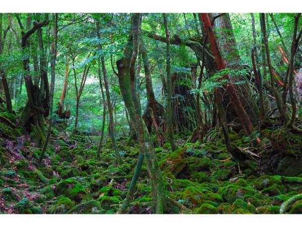 白谷雲水峡　苔の森