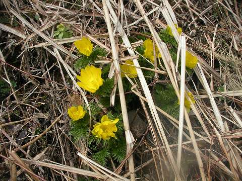 毎年春１番に花を咲かせるのは、福寿草です。今年も残雪が残る中１番に花を咲かせました