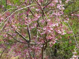 夢紀行前の『枝垂れ桜』ＧＷ頃咲きます。