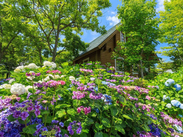 【初夏を彩る紫陽花】敷地内にて涼しげに咲くあじさいが、初夏の舞洲を彩ります。