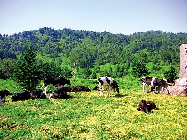日本では珍しい、柵のない自然放牧されている牛や馬