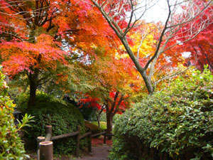 庭の木々の紅葉11月中旬～