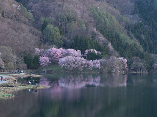 中綱湖桜