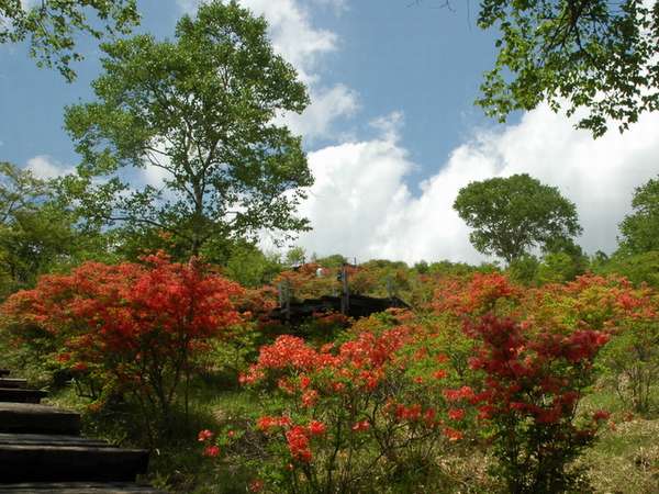５月末　美し森はレンゲツツジで真っ赤に染まります