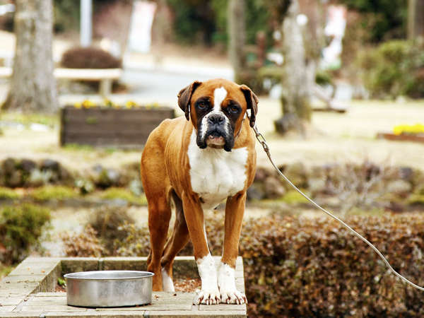 愛犬のランディーちゃん！よろしく～！