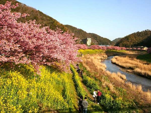 桜と菜の花のみごとなコントラスト