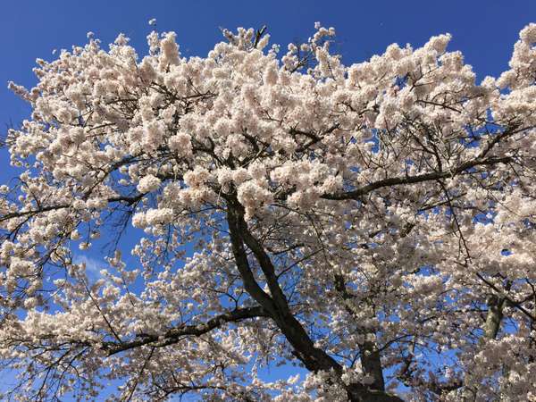 庭先に咲く樹齢80年以上の桜　