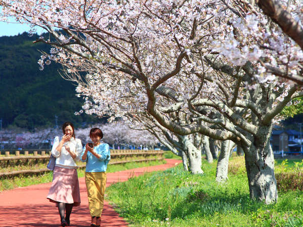 当館より徒歩20秒のところに桜づつみ河川公園というお花見スポットがございます。