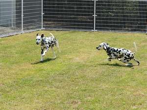 天然芝のドッグランは大型犬ものびのびと（20×8m、12×12m）