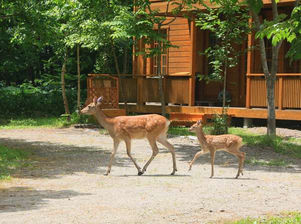 田舎家グリーングラスの写真その1