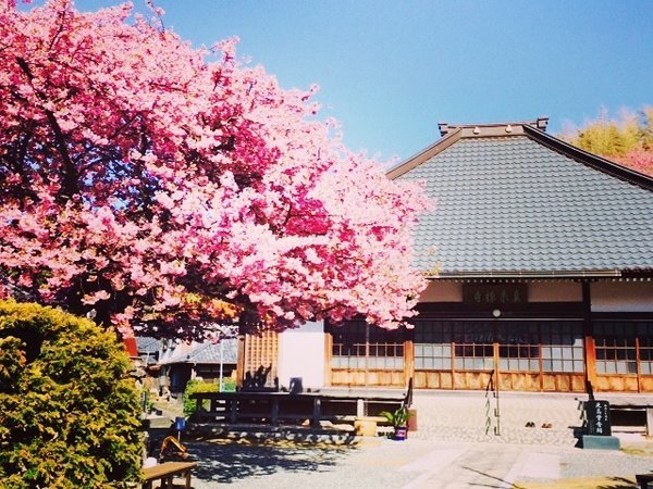 ２月１日から２月２９日までの間、河津桜まつりが開催されます！