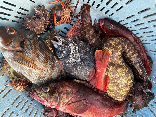 伊勢海老漁で掛かる色々な魚介！珍しいお魚も調理します