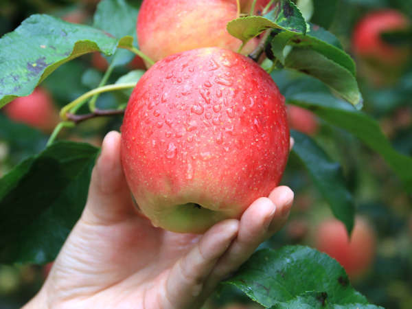 【りんご狩り】実りの秋。直営のリンゴ園で食べ放題リンゴ狩りを楽しもう♪