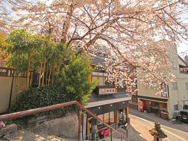 #春の内田屋　夜は期間限定で桜のライトアップもございます。