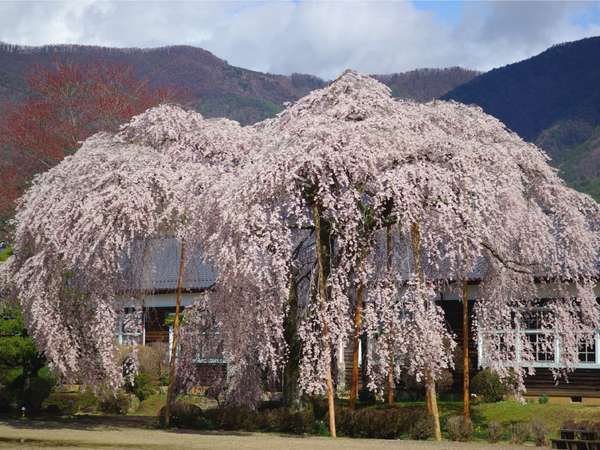 春の杵原学校、徒歩10分。