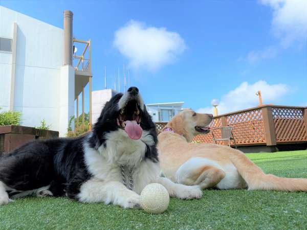 【dog park 紺碧】ふかふかの人工芝は優しい踏み心地で元気に遊ぶわんちゃんの足元をサポートします