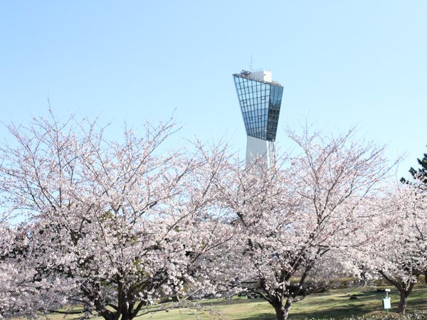 三崎公園（マリンタワー）の桜。ホテルから車で約20分。