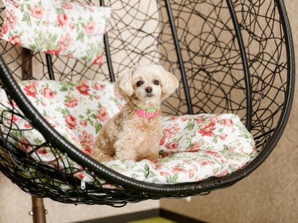 愛犬と過ごす本格旅館 月香の写真その2