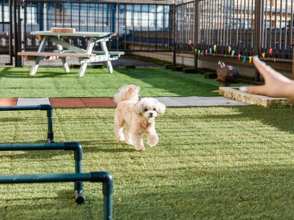 愛犬と過ごす本格旅館 月香の写真その1