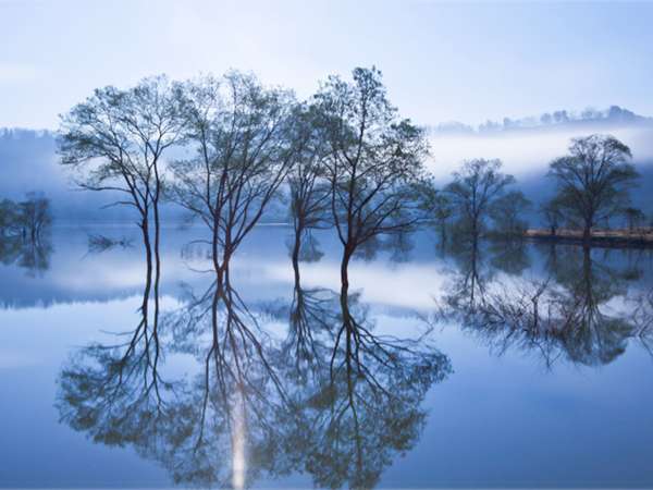 *［春／水没林］朝霧の中の「水没林」は幻想的でドローン撮影のために海外のお客様もくるほど！