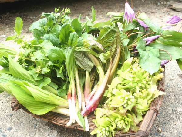 *【山菜】地元で採れる豊富な山菜を、それぞれにあった方法で調理いたします。