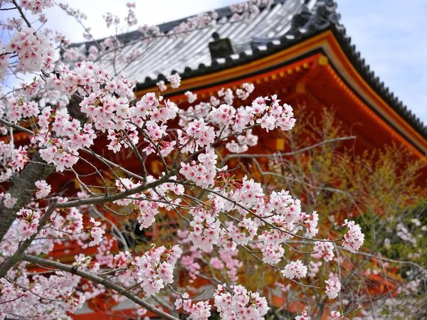 Stay SAKURA Kyoto(ステイサクラ)四条烏丸の写真その5