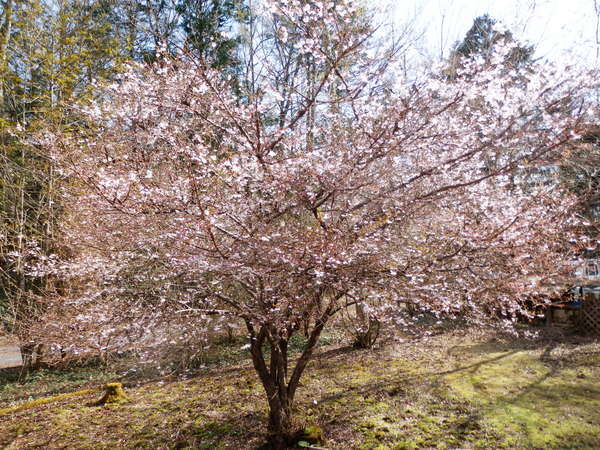 ココットの富士桜１