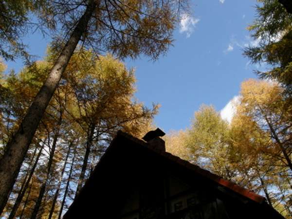 宿のまわり、カラマツ林の色づきと青い空