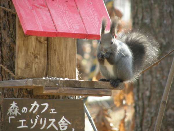 エゾリス君の宿カンタベリーの写真その5