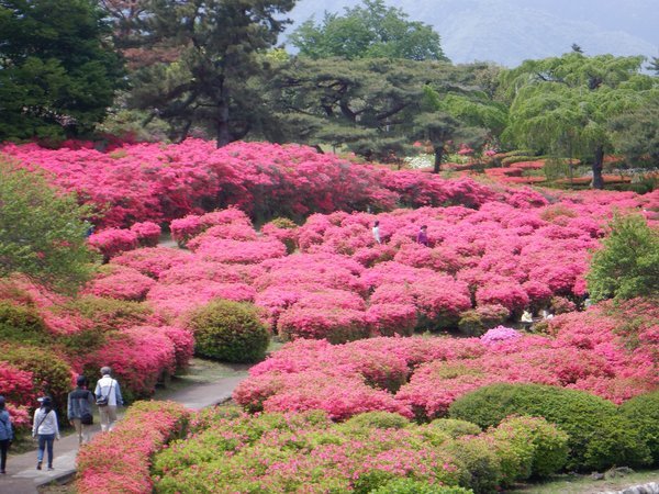 ２０２４年４月１８日　小室山つつじ公園