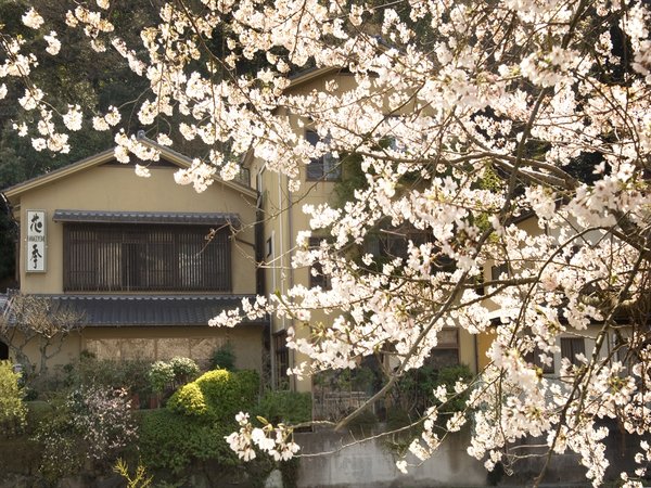 松川沿いの桜