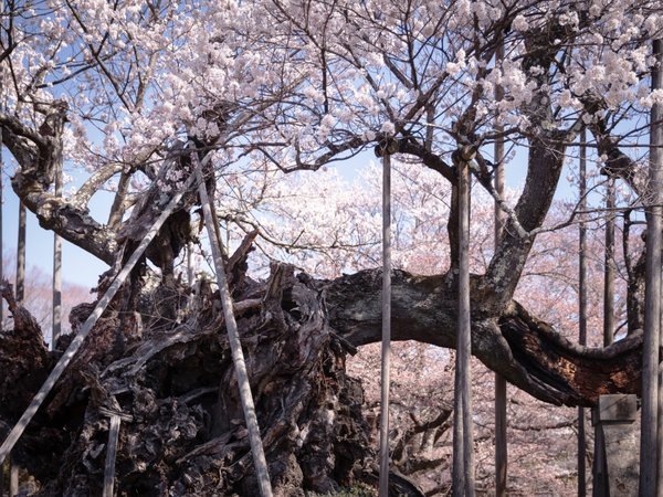 日本三大桜のひとつ、神代桜を見るなら当館を拠点に。当館より車で約5分。
