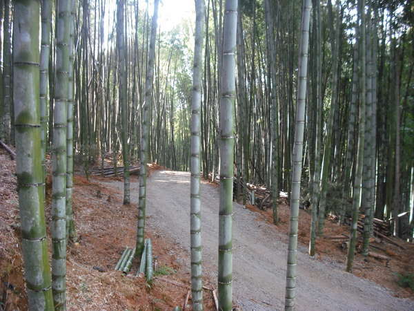 自然に囲まれた竹やぶ散歩道準備中