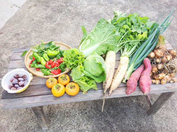 ・近所の畑でとれた野菜たち