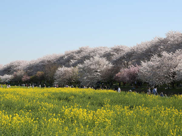 【周辺観光】幸手権現堂の桜