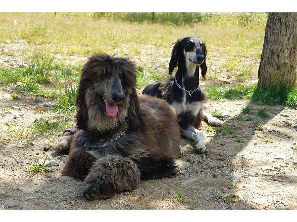 看板犬バロン＆ショパン