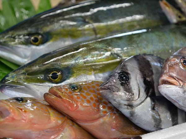 天然の活けすとも言われる 富山湾の朝採れ魚