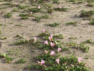 ハマヒルガオの咲き始め。ハマナスと並ぶ代表的な寺泊の海浜植物花です
