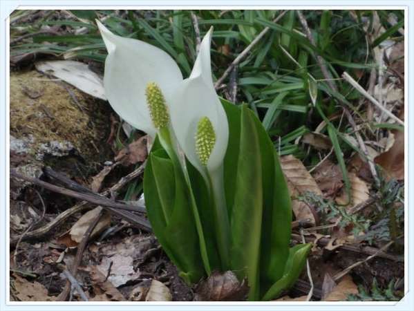 雪解けと共に顔を出す、可憐な水芭蕉♪