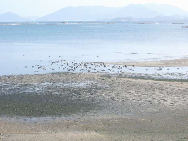 2Fテラスより。水鳥が集まる目の前の海 