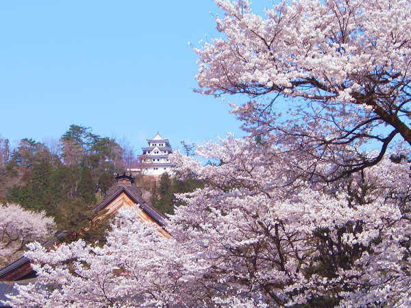 郡上八幡城でお花見を満喫しましょう♪