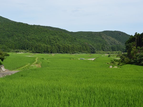 夏の棚田