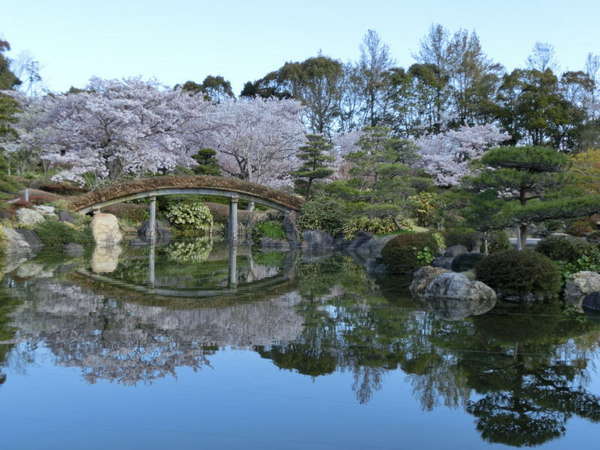 日本庭園 桜 ４月上旬