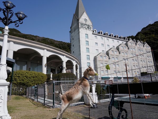 ヤギさんカモさんもまってます