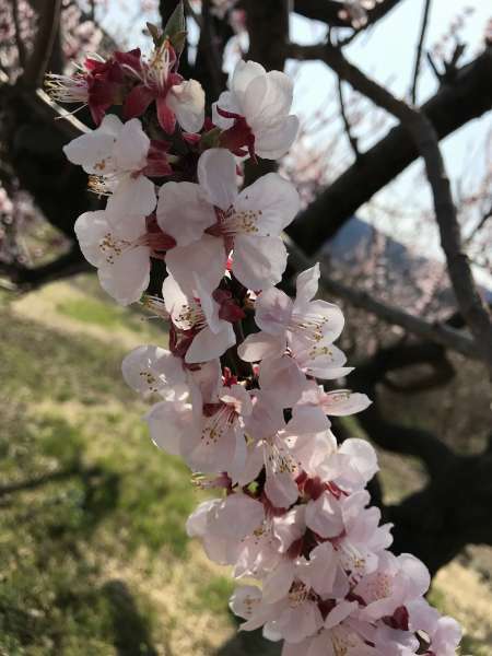 梅の花に似た杏の花長野市松代東条はお薦めの果樹園です